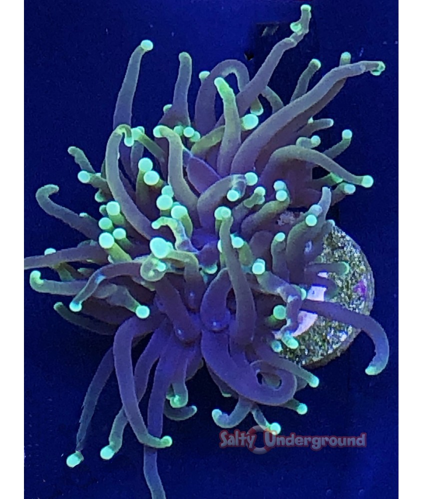 Hellfire Torch Coral 1