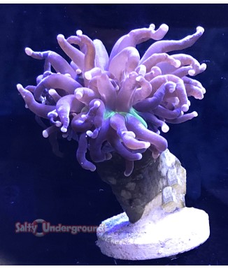 Joker Torch Coral full