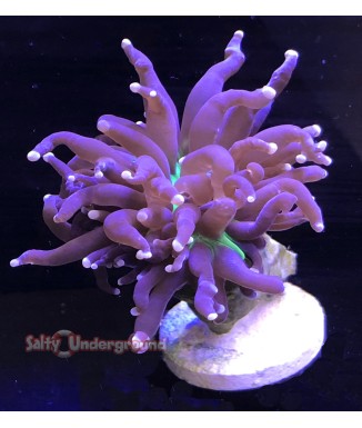 Salty Underground: Joker Torch Coral