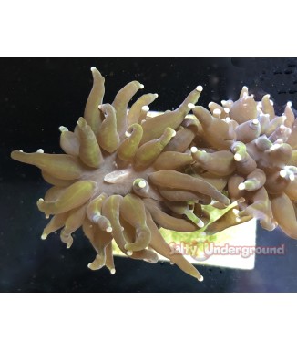 24K Torch Coral2