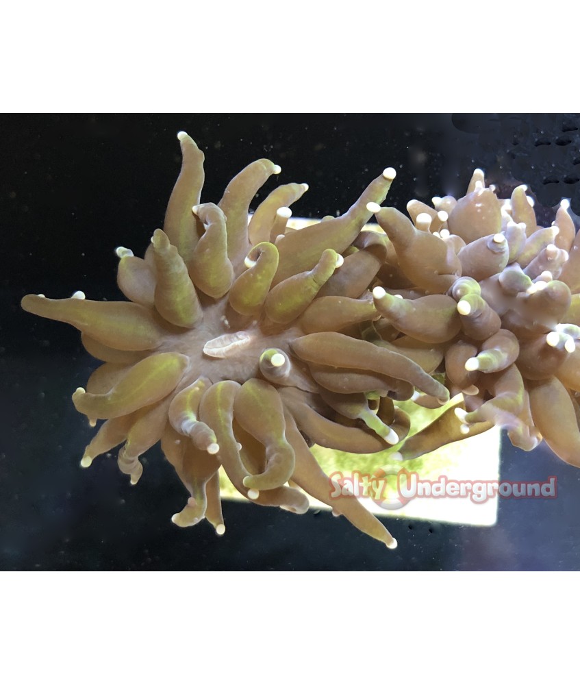 24K Torch Coral2
