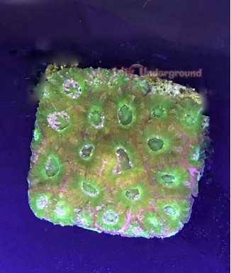 Salty Underground: Green Favites