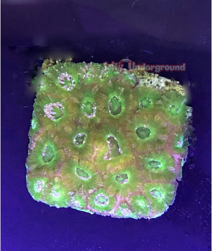 Salty Underground: Green Favites