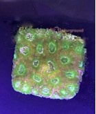 Salty Underground: Green Favites