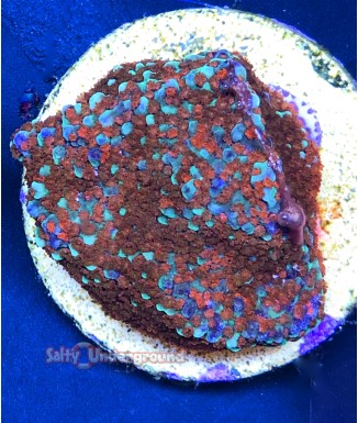 Salty Underground: Superman Porites