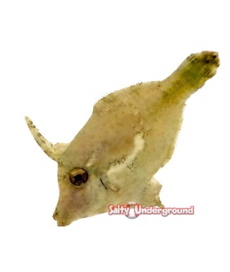 Salty Underground: Prickly Leatherjacket Filefish