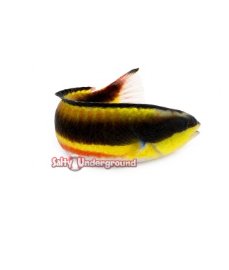 Salty Underground:  Mexican Rock Wrasse (Thalassoma lucasanum)