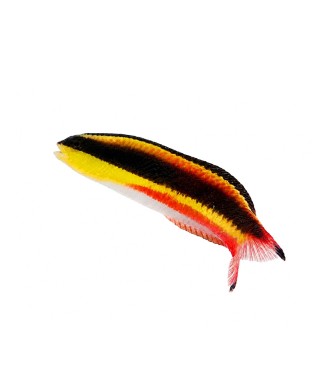 Salty Underground:  Mexican Rock Wrasse (Thalassoma lucasanum)