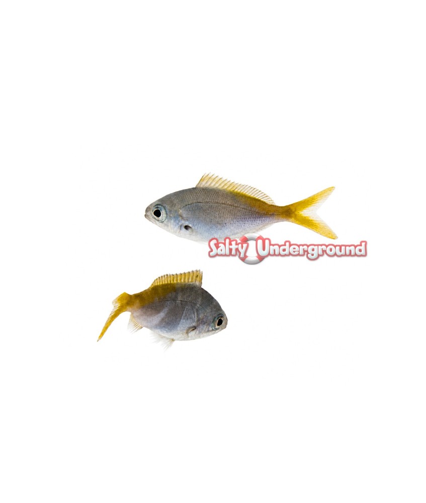 Salty Underground: Redbelly Fusilier (Caesio erythrogaster)