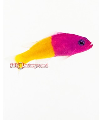 Salty Underground: Bicolor Pseudochromis (Pseudochromis Paccagnellae)