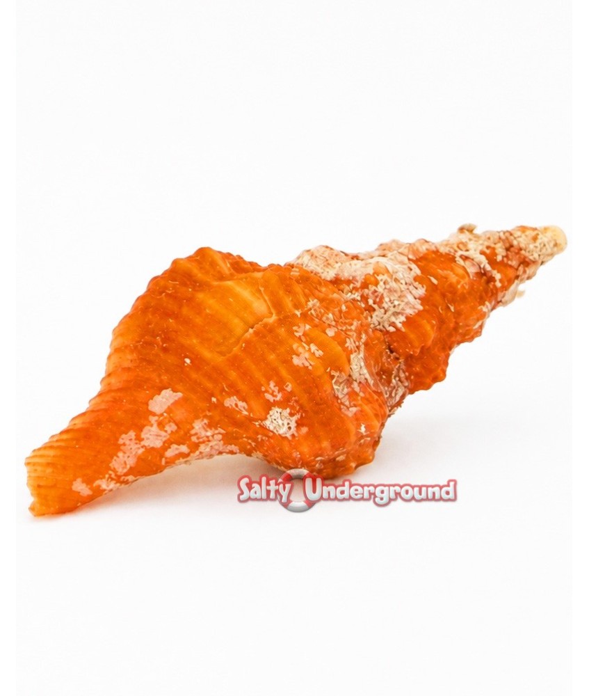 salty underground: atlantic pen shell (atrina rigida)... Salty Underground: Orange Horse Conch