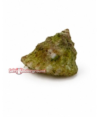 Salty Underground: Astrea Snail (Astraea tecta)