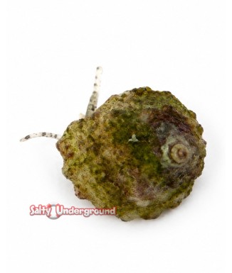 Salty Underground: Astrea Snail (Astraea tecta)
