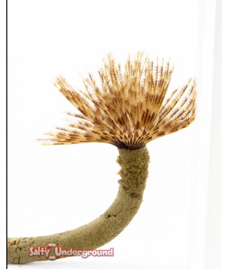 Salty Underground: Feather Duster (sabellastarte magnifica)