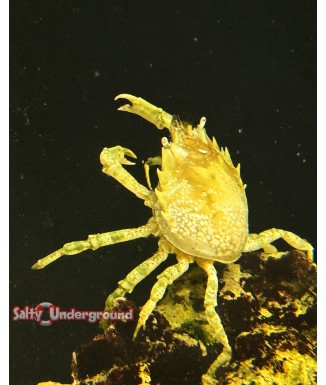 Pithos Crab full