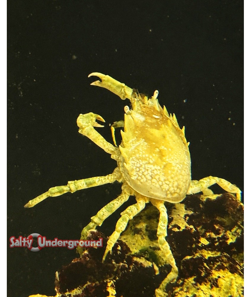 Pithos Crab full