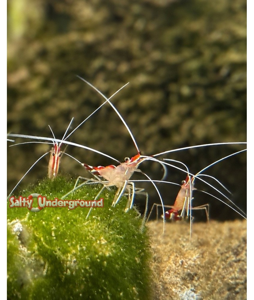 Skunk Cleaner Shrimp (Lysmata amboinensis)