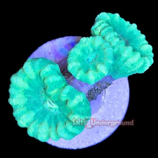 Salty Underground:  Neon Green Candy Cane 6-8  heads