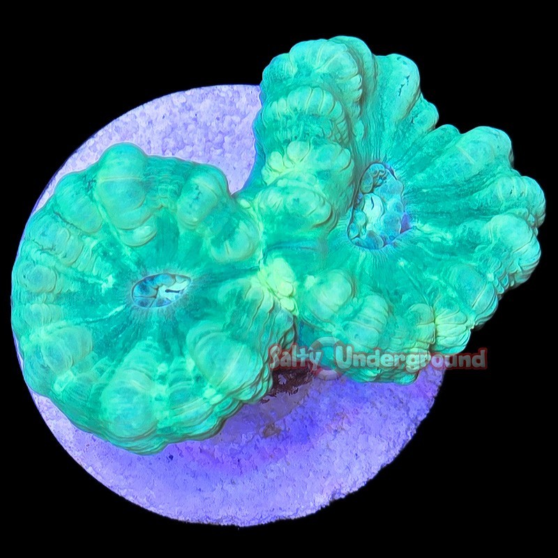 Salty Underground:  Neon Green Candy Cane 6-8  heads