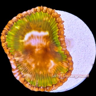 Salty Underground: Palythoa Grandis 3-6 Polyps
