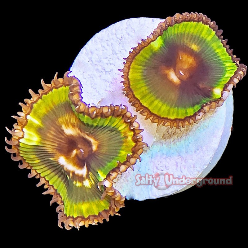 Salty Underground: Palythoa Grandis 3-6 Polyps