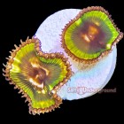 Salty Underground: Palythoa Grandis 3-6 Polyps