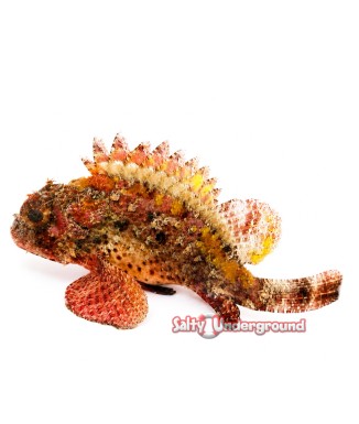Salty Underground: Red Scorpionfish (Scorpaena scrofa)