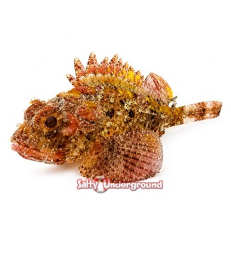 Salty Underground: Red Scorpionfish (Scorpaena scrofa)
