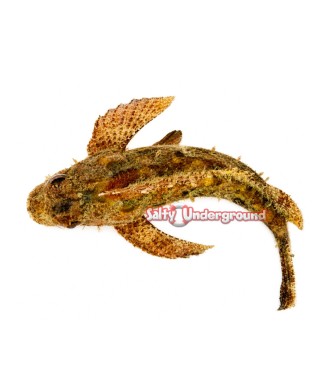 Salty Underground: Red Scorpionfish (Scorpaena scrofa)