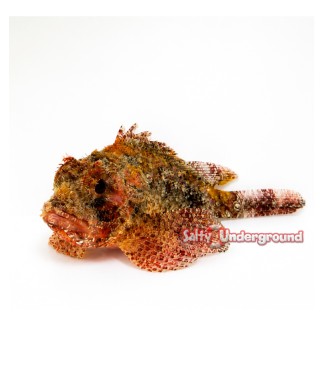 Salty Underground: Red Scorpionfish (Scorpaena scrofa)