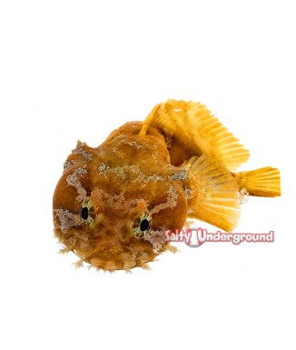 Salty Underground: Orange Toadfish (Halophyne sp.)