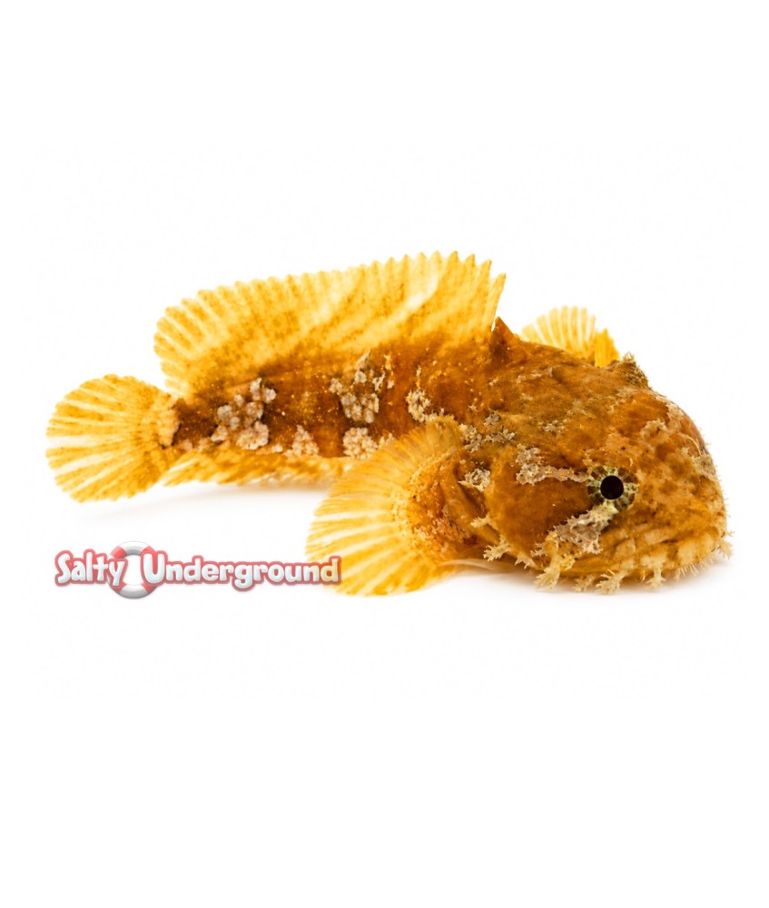 Salty Underground: Orange Toadfish (Halophyne sp.)