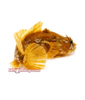 Salty Underground: Orange Toadfish (Halophyne sp.)