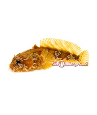 Salty Underground: Orange Toadfish (Halophyne sp.)