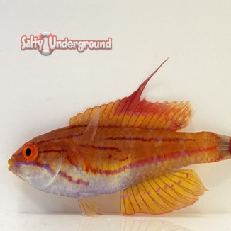 Salty Underground: Carpenter Flasher Wrasse  female (Paracheilinus carpenteri)