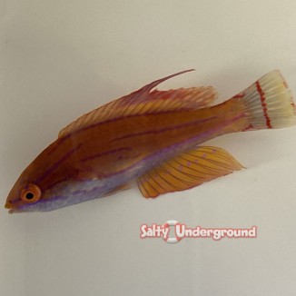 Salty Underground: Carpenter Flasher Wrasse  female (Paracheilinus carpenteri)