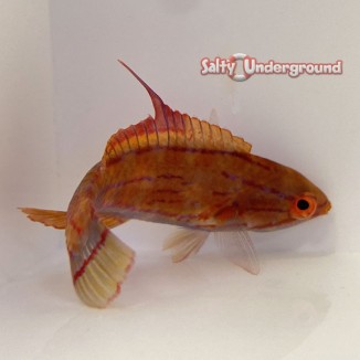 Salty Underground: Carpenter Flasher Wrasse  female (Paracheilinus carpenteri)
