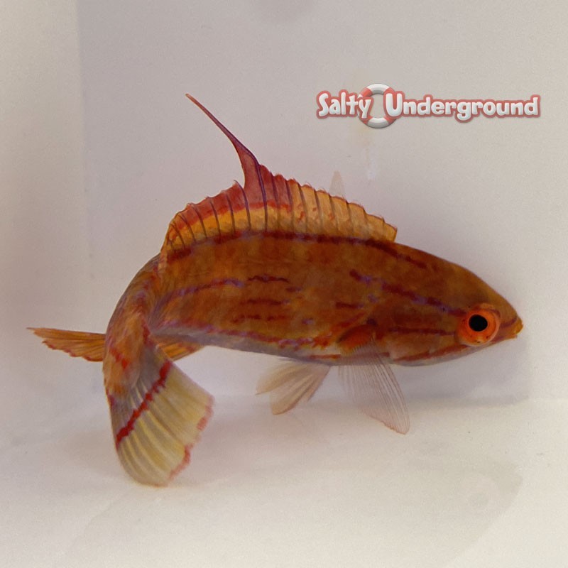 Salty Underground: Carpenter Flasher Wrasse  female (Paracheilinus carpenteri)