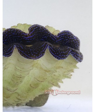 Salty Underground:  Electric Storm Derasa Clam