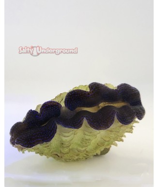 Salty Underground: Midnight Blue Crocea Clam