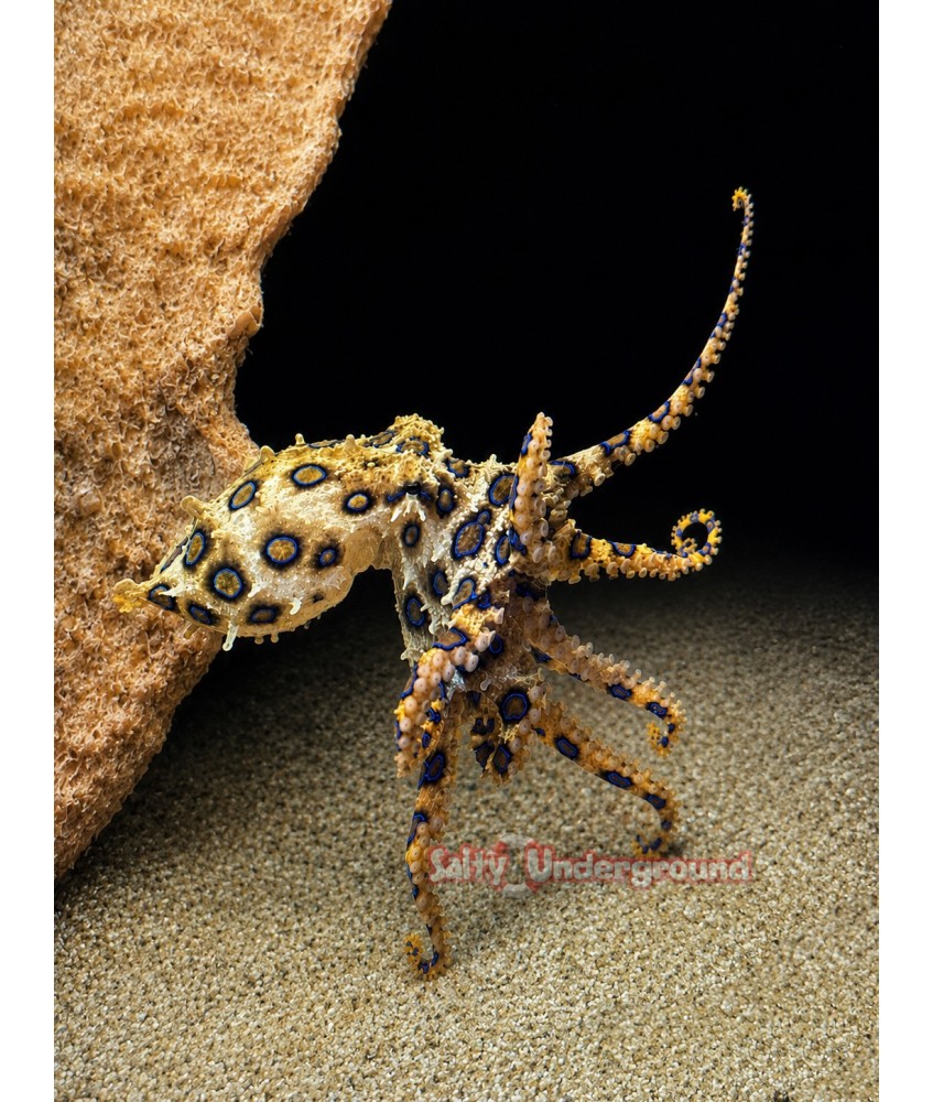 Salty Underground: Blue Ring Octopus