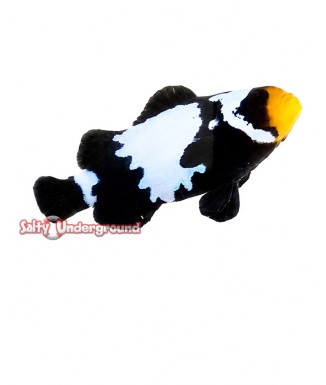 Salty Underground: Black Snowflake Clownfish (Ocellaris)
