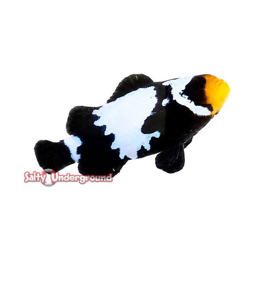 Salty Underground: Black Snowflake Clownfish (Ocellaris)