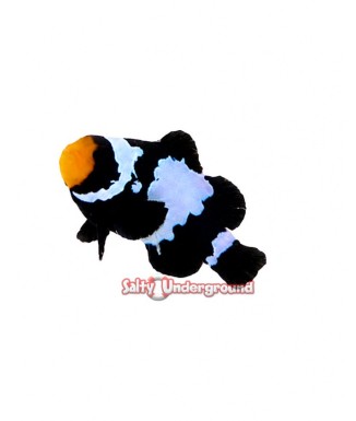 Salty Underground: Black Snowflake Clownfish (Ocellaris)