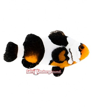 Salty Underground: Black Gladiator/Davinci Clownfish (Ocellaris)