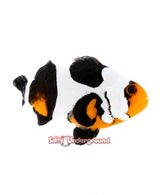Salty Underground: Black Gladiator/Davinci Clownfish (Ocellaris)