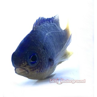 Salty Underground: Sapphire Damsel