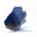 Salty Underground: Sapphire Damsel
