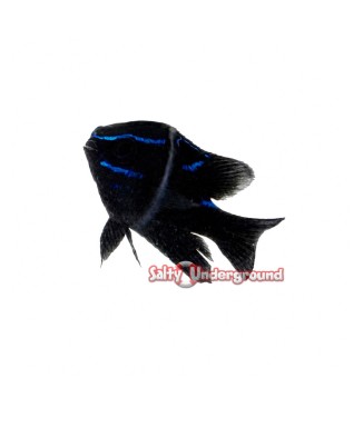 Salty Underground: Blue Velvet Damsel  (Neoglyphidodon oxyodon)