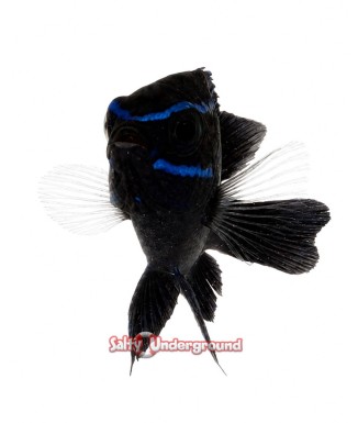 Salty Underground: Blue Velvet Damsel  (Neoglyphidodon oxyodon)